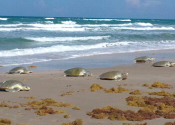 Arribazón de tortugas lora a playas de Tamaulipas supera los números del año pasado