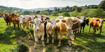 Carne de ganado infectado por gusano barrenador no representa riesgo para el consumo humano