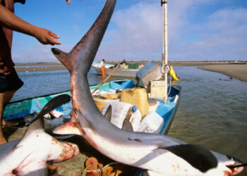 Inicia veda de tiburones por un espacio dos meses en las costas de Tamaulipas