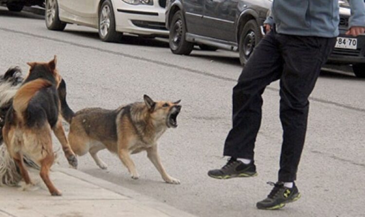 Secretaría de Salud habilita línea directa para reportar ataques de perros y gatos en Tamaulipas