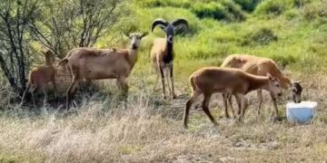 Logra la UAT el nacimiento de dos crías de borrego muflón europeo