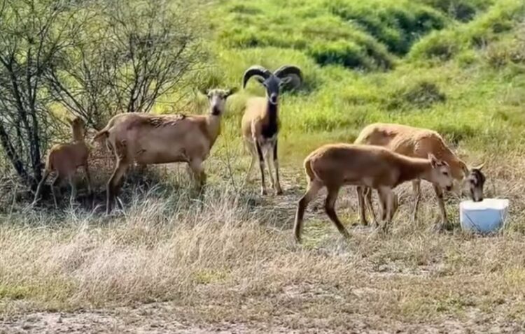 Logra la UAT el nacimiento de dos crías de borrego muflón europeo