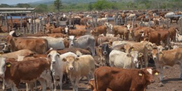 Fortalece Tamaulipas medidas sanitarias contra el gusano barrenador