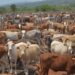 Fortalece Tamaulipas medidas sanitarias contra el gusano barrenador