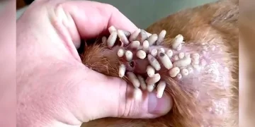 ¡Alerta nacional! Regresa el gusano barrenador y pone en jaque a México