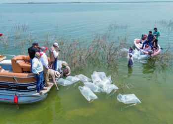 Impulsan pesca deportiva en Tamaulipas con siembra de lobina en presa Vicente Guerrero