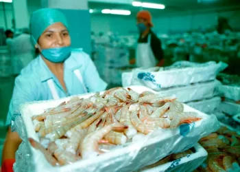 ¡Victoria Ecológica! México Mantiene Certificación de Camarón de EE. UU.