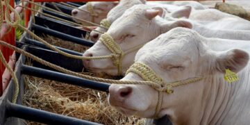 Reabren frontera entre EU y México para cruce de ganado