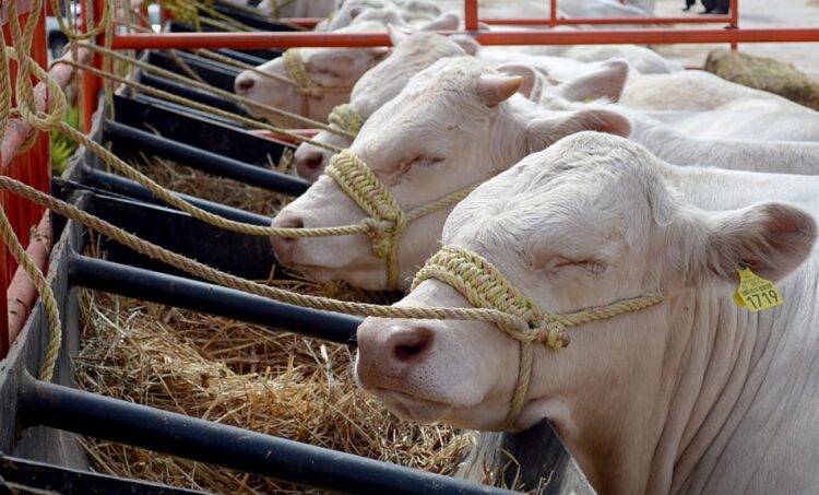 Reabren frontera entre EU y México para cruce de ganado