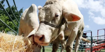 Embarga Gobierno de México 231 bovinos sin documentación en Chiapas