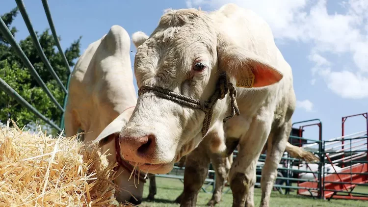 Embarga Gobierno de México 231 bovinos sin documentación en Chiapas