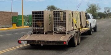 Trasladan 130 animales más a Mazatlán para mantenerlos a salvo