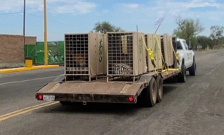 Trasladan 130 animales más a Mazatlán para mantenerlos a salvo