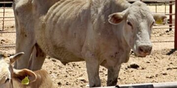 Desde la reaparición de gusano barrenador del ganado en México, debió reiniciar producción de moscas estériles