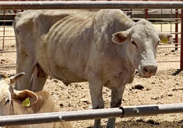 Desde la reaparición de gusano barrenador del ganado en México, debió reiniciar producción de moscas estériles