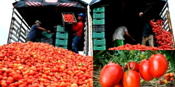 🥗 Jitomate: el aliado nutritivo que impulsa la economía mexicana