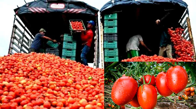 🥗 Jitomate: el aliado nutritivo que impulsa la economía mexicana