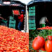 🥗 Jitomate: el aliado nutritivo que impulsa la economía mexicana