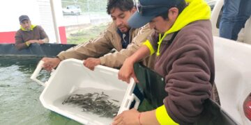 Arranca proyecto acuícola con siembra de trucha pinta en Miquihuana
