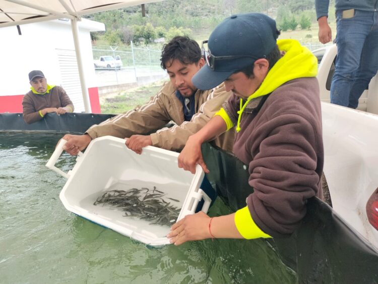Arranca proyecto acuícola con siembra de trucha pinta en Miquihuana