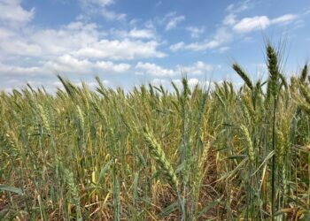 Promueven gobierno federal y estatal la siembra de trigo en el norte de Tamaulipas