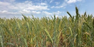 Promueven gobierno federal y estatal la siembra de trigo en el norte de Tamaulipas