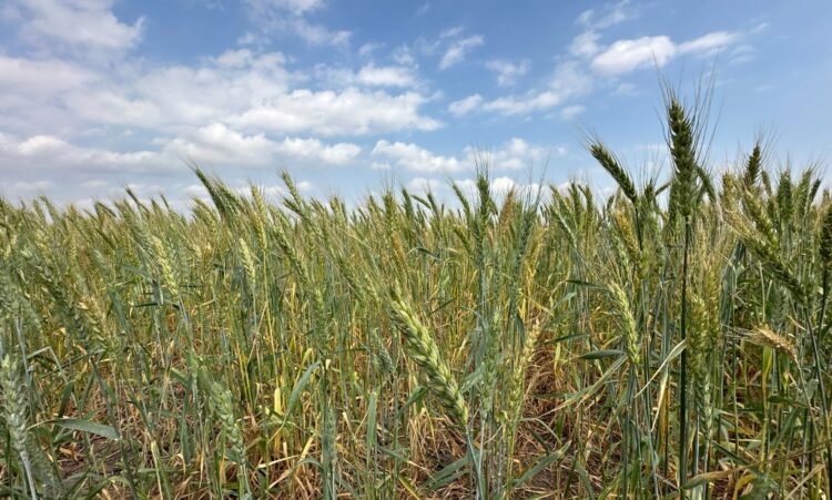 Promueven gobierno federal y estatal la siembra de trigo en el norte de Tamaulipas