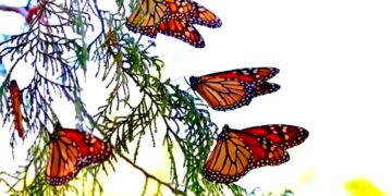 Tamaulipas: guardián de la mariposa monarca en su ruta migratoria
