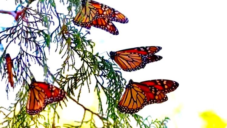 Tamaulipas: guardián de la mariposa monarca en su ruta migratoria