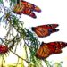 Tamaulipas: guardián de la mariposa monarca en su ruta migratoria