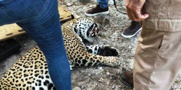 ¡Sorpresa en Soto la Marina! Capturan vivo a un jaguar que atacaba ganado en el Ejido Los Arroyos