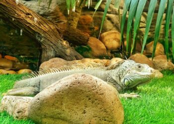 Descubre los animales de Punta Cana​ más sorprendentes en tu viaje