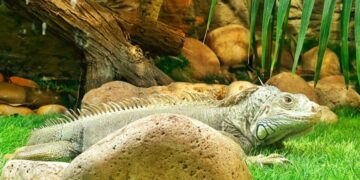 Descubre los animales de Punta Cana​ más sorprendentes en tu viaje