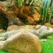 Descubre los animales de Punta Cana más sorprendentes en tu viaje