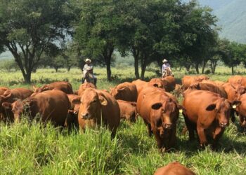Tamaulipas mantiene su estatus libre de plagas pecuarias