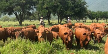 Tamaulipas mantiene su estatus libre de plagas pecuarias