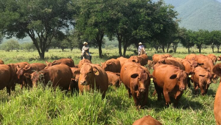 Tamaulipas mantiene su estatus libre de plagas pecuarias