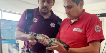 📰 ¡ALERTA EN VICTORIA! Cocodrilo aparece en plena colonia San Marcos 🐊😱