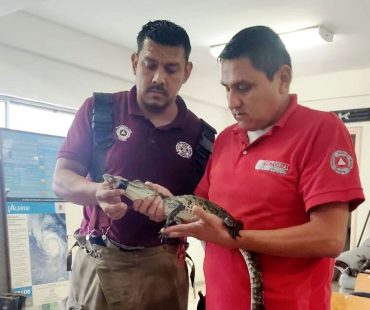 📰 ¡ALERTA EN VICTORIA! Cocodrilo aparece en plena colonia San Marcos 🐊😱
