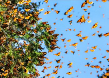 Empresarios respaldan el Plan Michoacán y exigen seguridad para producir