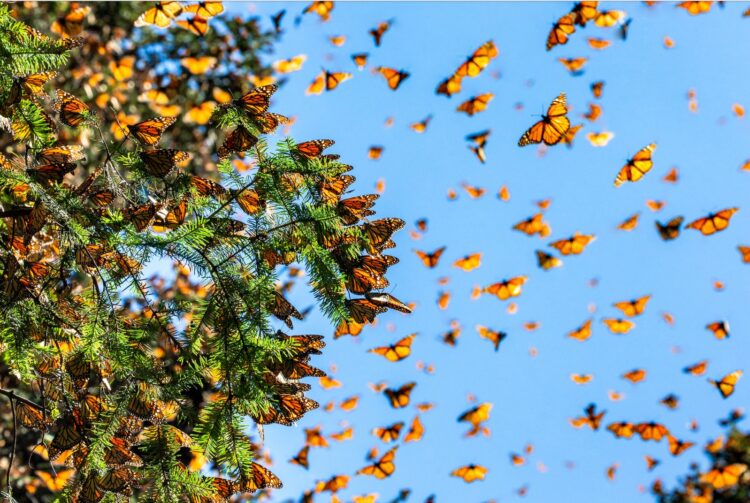 Empresarios respaldan el Plan Michoacán y exigen seguridad para producir