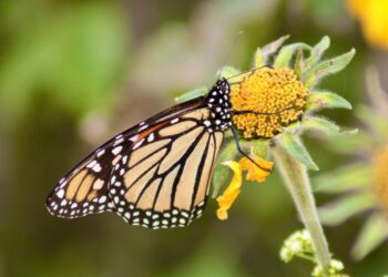 Facilita Tamaulipas migración de la mariposa monarca: CPBT