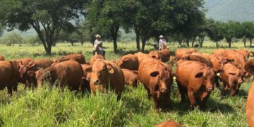 Apuesta Tamaulipas a la ganadería con inversión millonaria