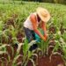 Anticipan recorte real en apoyos al campo tamaulipeco