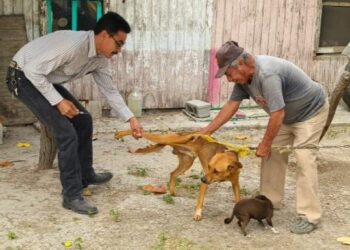 Salud refuerza llamado a dueños responsables por agresiones de animales