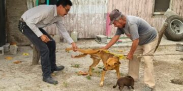 Salud refuerza llamado a dueños responsables por agresiones de animales