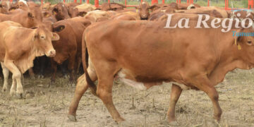 Ganaderos de Tamaulipas cierran el año con balance positivo pese a dificultades en el sector agrícola