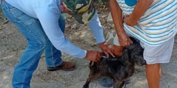 ¡Protege a tus lomitos y michis! Arranca campaña masiva de vacunación antirrábica