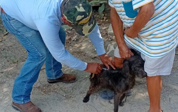 ¡Protege a tus lomitos y michis! Arranca campaña masiva de vacunación antirrábica
