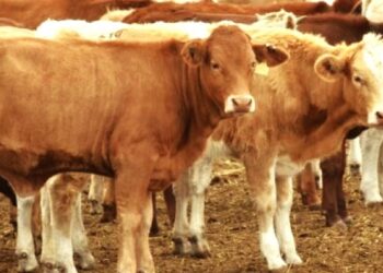 Tamaulipas refuerza cerco sanitario para contener el gusano barrenador del ganado: UGRT